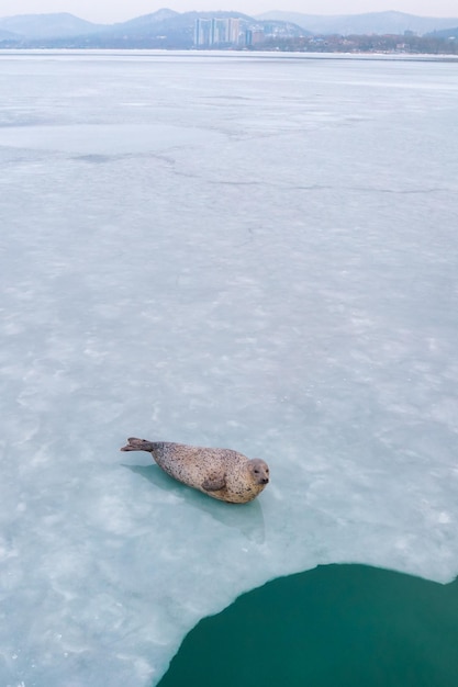 Focas manchadas largas fecham a vista no inverno perto da cidade de Vladivostok Extremo Oriente da Rússia