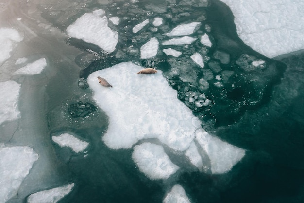 Focas manchadas largas vista cercana en invierno cerca de la ciudad de Vladivostok Extremo Oriente de Rusia