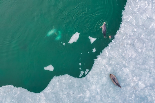 Focas manchadas largas vista cercana en invierno cerca de la ciudad de Vladivostok Extremo Oriente de Rusia