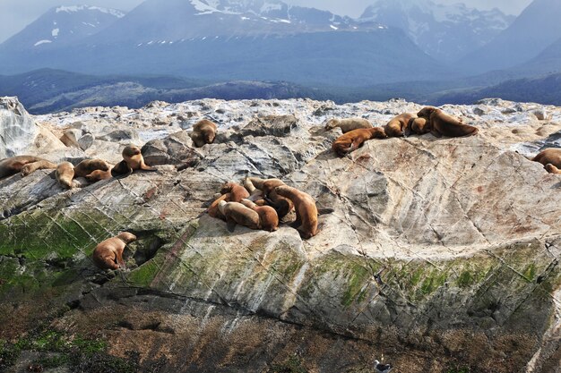 Focas na ilha do canal de Beagle fecham a cidade de Ushuaia, na Terra do Fogo, Argentina