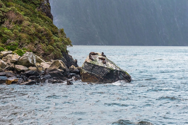 Focas nas rochas de Fiordland Nova Zelândia