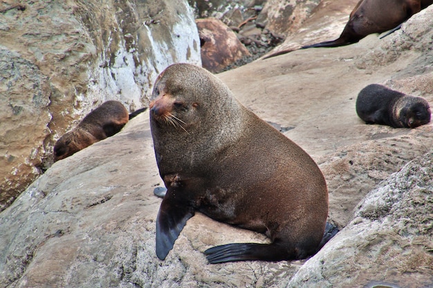 Focas en el Pacífico, Kaikoura, Nueva Zelanda