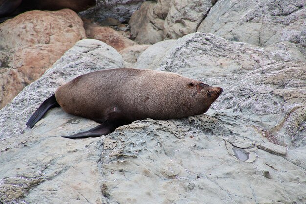 Focas en el Pacífico, Kaikoura, Nueva Zelanda