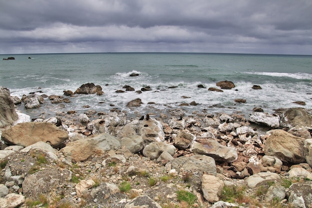 Focas en el Pacífico, Kaikoura, Nueva Zelanda