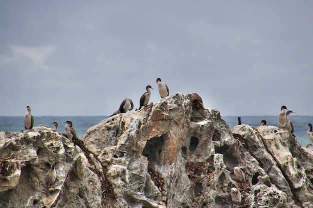 Focas en el Pacífico, Kaikoura, Nueva Zelanda