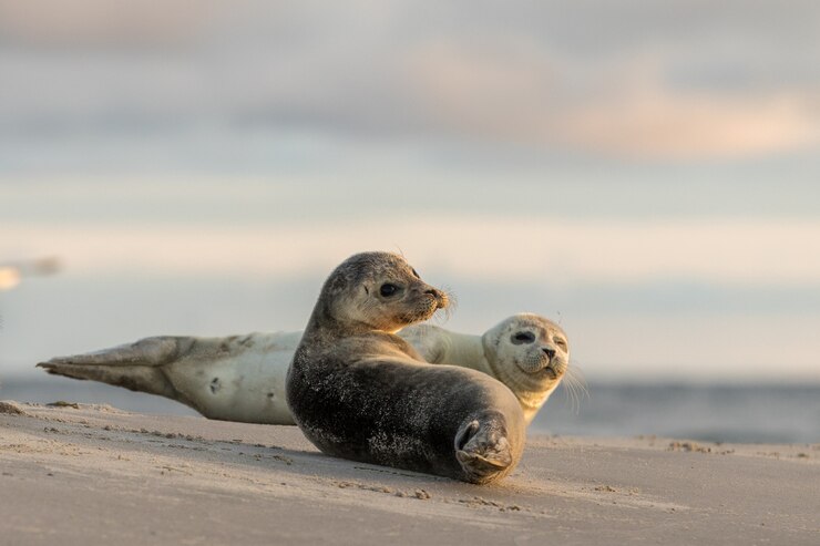 Focas, Phoca vitulina, descansando na praia. De manhã cedo em Grenen, Dinamarca