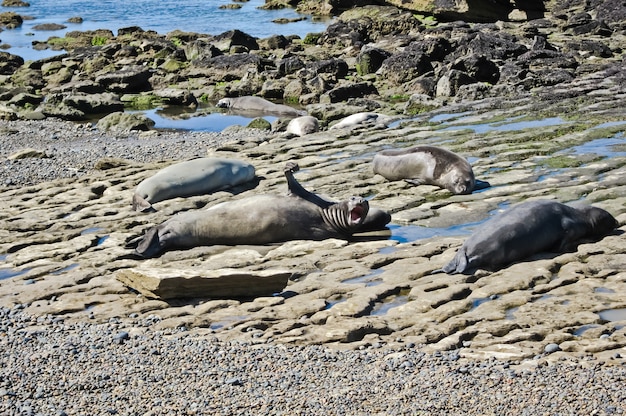 focas en la playa patagonia, argentina