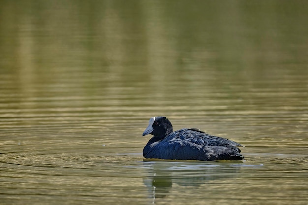 Focha Andina Fulica ardesiaca