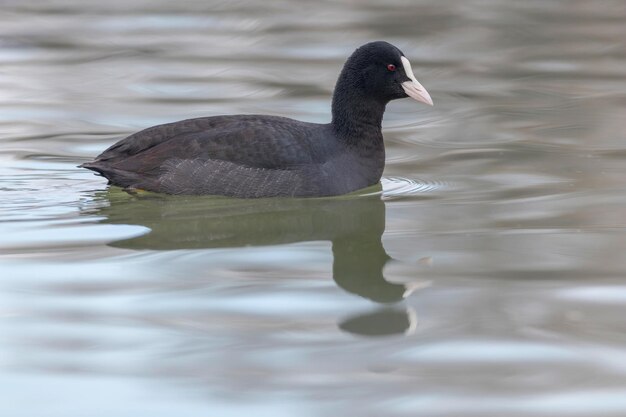 Focha Común Fulica atra Cerrar Focha Común