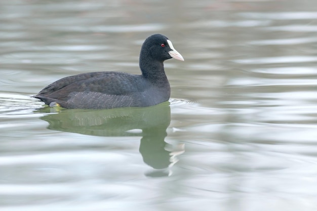 Focha Común Fulica atra Cerrar Focha Común