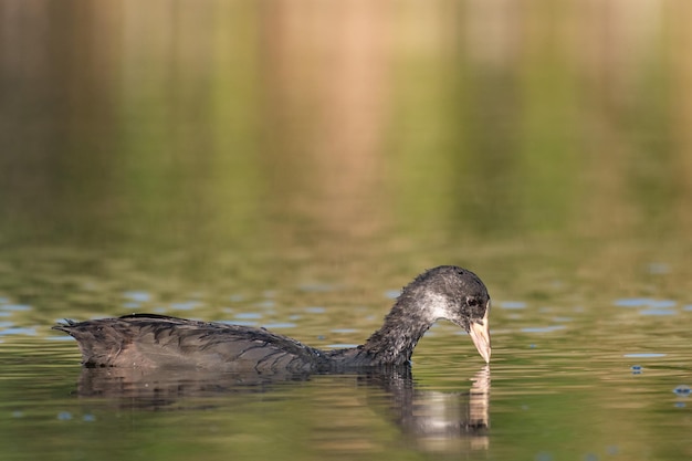 Focha común Fulica atra en estado salvaje. De cerca