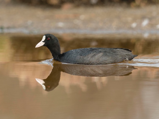 Focha Común Fulica atra Málaga España