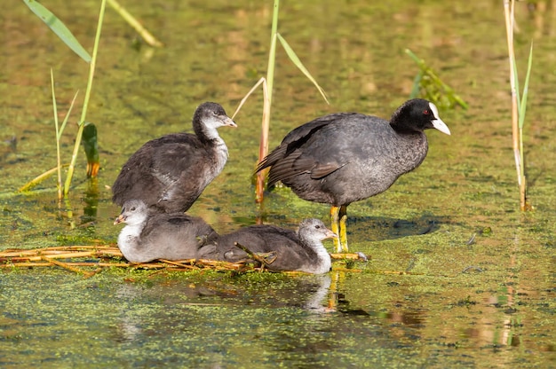 Focha Común Fulica atra Un pájaro adulto y polluelos se sientan en un islote en medio de un estanque