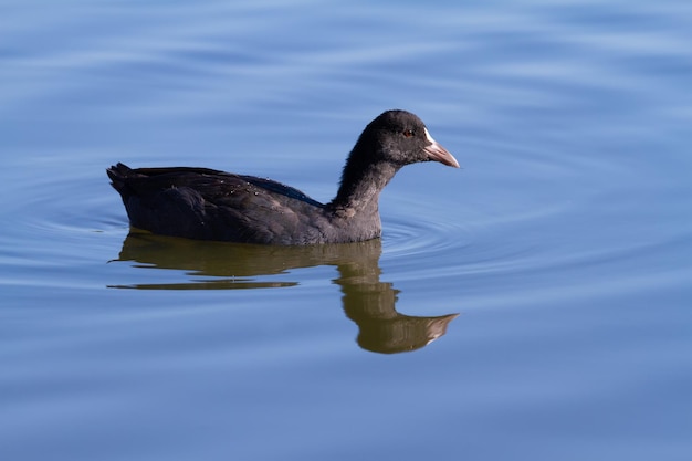 Focha Común Fulica atra El pájaro flota en el río azul de la mañana