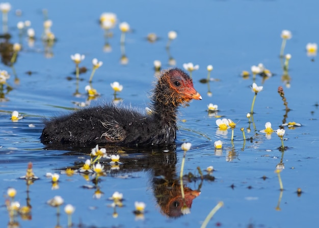 Focha Común Fulica atra Un pájaro joven flota río abajo cargado de flores