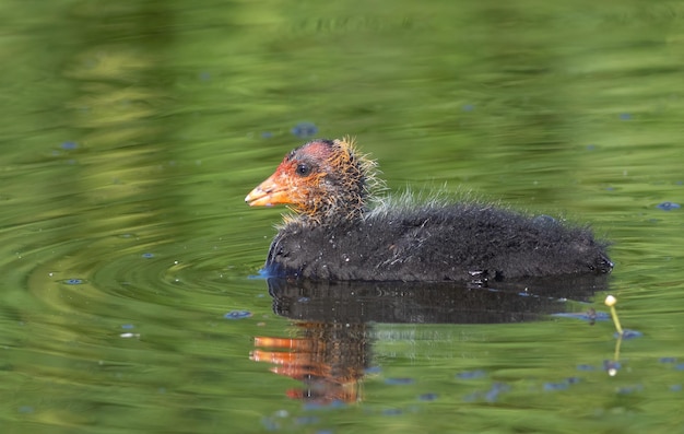 Focha Común Fulica atra Un polluelo flota río abajo El agua refleja la vegetación