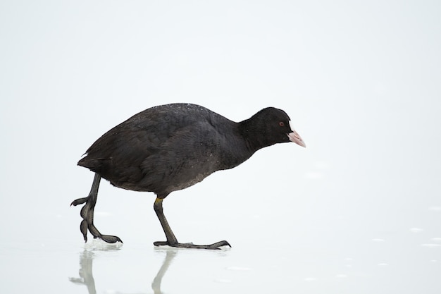 Focha común (Fulica atra) sobre hielo en invierno