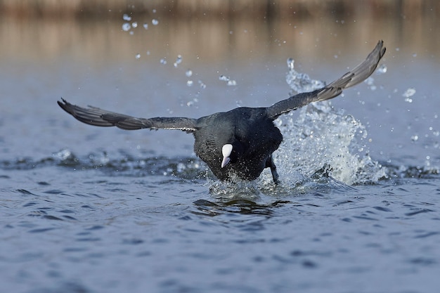 Foto focha común (fulica atra)