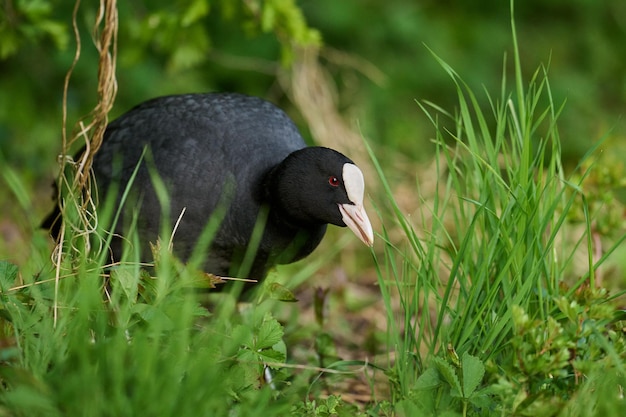 Focha Común Fulica atra