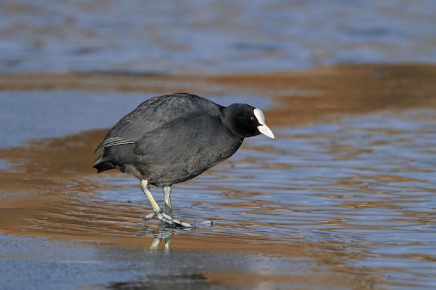 Focha Común Fulica atra