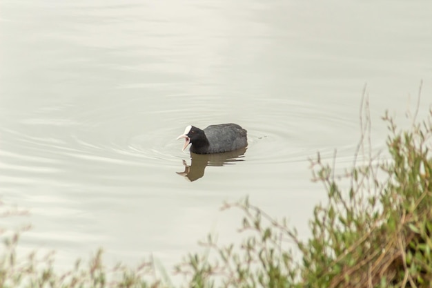 Focha común con pico abierto nadando en el agua