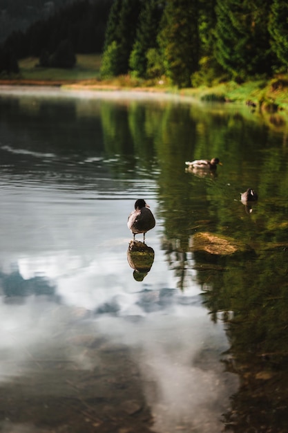 focha euroasiática de pie sobre una piedra en un lago en otoño