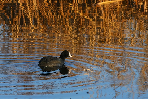 Focha nadando en reflejos dorados