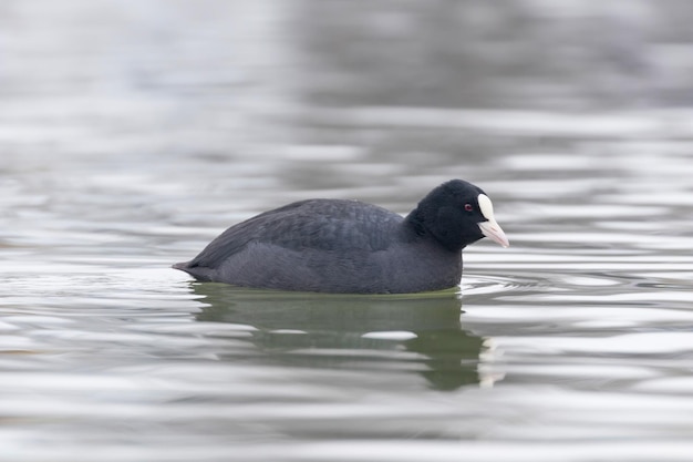 Focha natación (Fulica atra) Cerrar Focha euroasiática