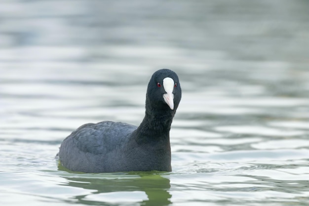 Focha natación (Fulica atra) Cerrar Focha euroasiática