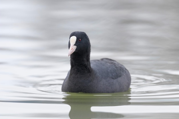 Focha natación (Fulica atra) Cerrar Focha euroasiática