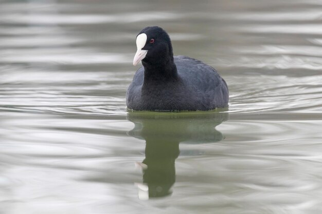 Fochas de natación (Fulica atra) Cerrar fochas euroasiáticas