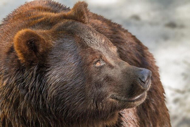 Focinho animal de um grande predador de urso pardo