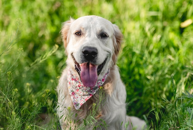 Focinho bonito de retriever dourado