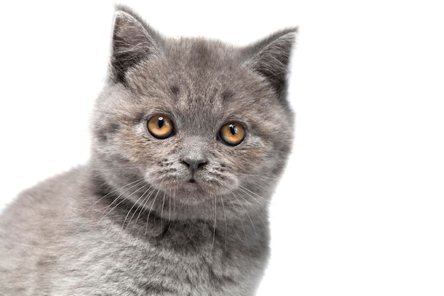 Focinho bonito de um gatinho britânico fechado em um fundo branco