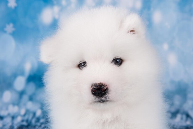 Focinho branco fofo de cachorrinho Samoyed pequeno close up