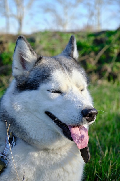 Focinho cão de cor cinza, raça husky siberiano com língua para fora.