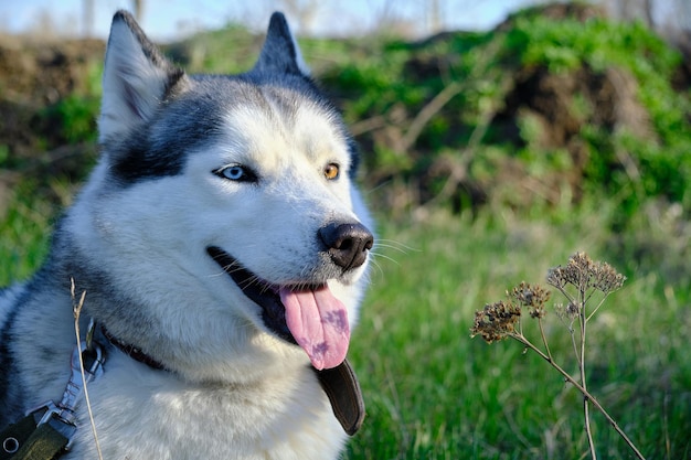 Focinho cão de cor cinza, raça husky siberiano com língua para fora.