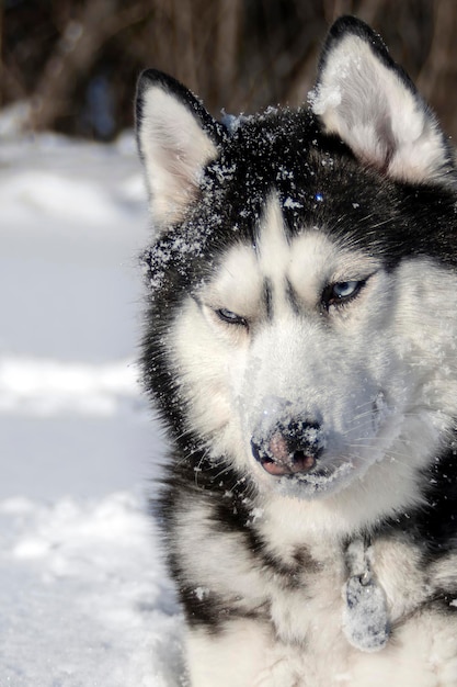 Focinho coberto de neve de um cão husky siberiano com olhos azuis. Neve no rosto do cachorro.