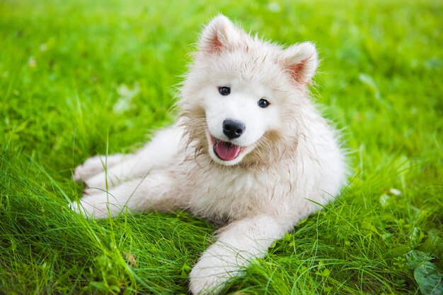 Focinho de cachorrinho Samoyed engraçado molhado no jardim na grama verde