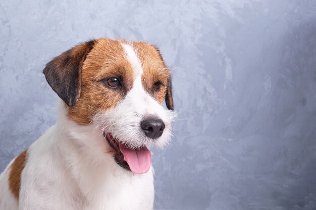 Focinho de cachorro Jack Russell Terrier branco-marrom e olhos close-up em uma parede de gesso.