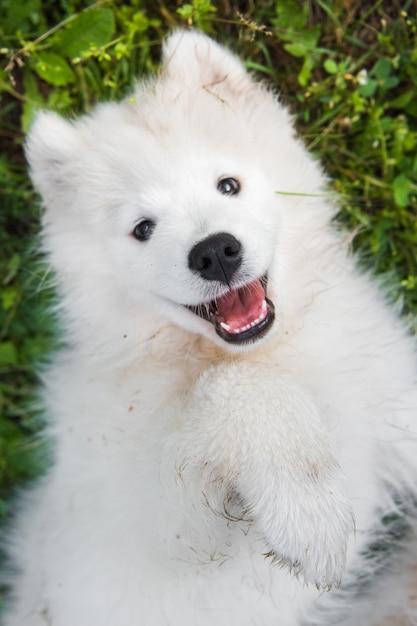 Foto focinho de cachorro samoyed engraçado no jardim na grama verde