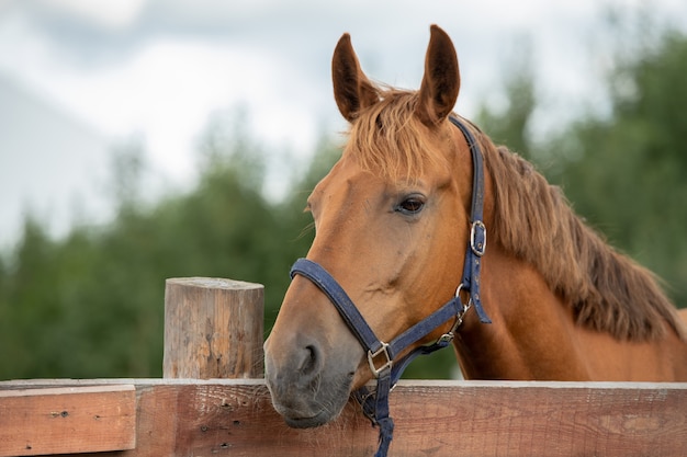 Focinho de calmo cavalo de corrida marrom puro-sangue olhando para você enquanto está atrás de uma cerca de madeira em ambiente rural