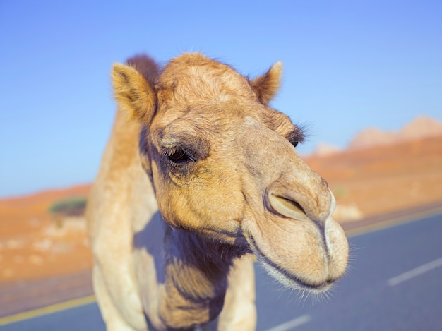 Focinho de camelo no deserto de dubai de perto