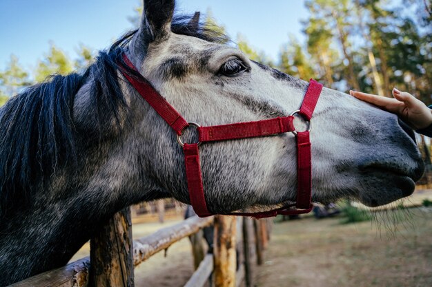 Focinho de cavalo cinza close-up em um curral na rua