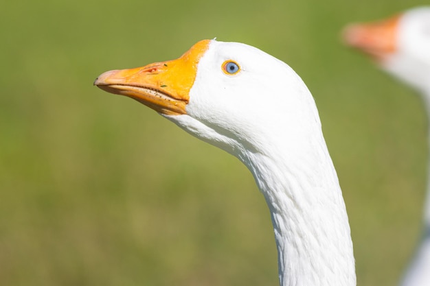 Focinho de ganso branco de perfil olhando para a câmera