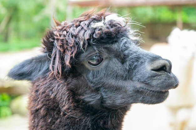 Focinho de lama negra glama lamoid animal ao ar livre