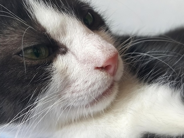 Focinho de um gato preto e branco fechado do lado Nariz rosa felino bigode branco olhos verdes Um olhar altivo