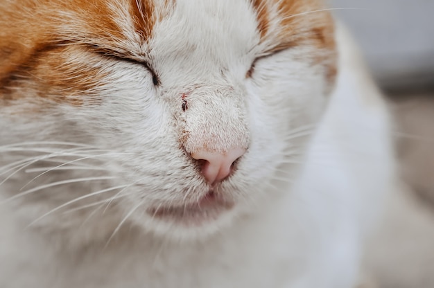 Focinho de um gato vermelho e branco