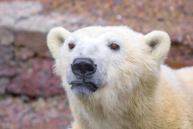 Focinho de um urso polar de animal selvagem