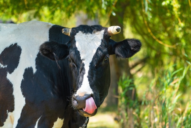 Focinho de vaca close-up retrato